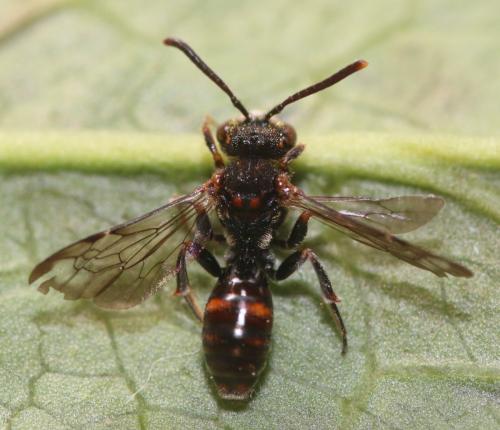 Nomada distinguenda